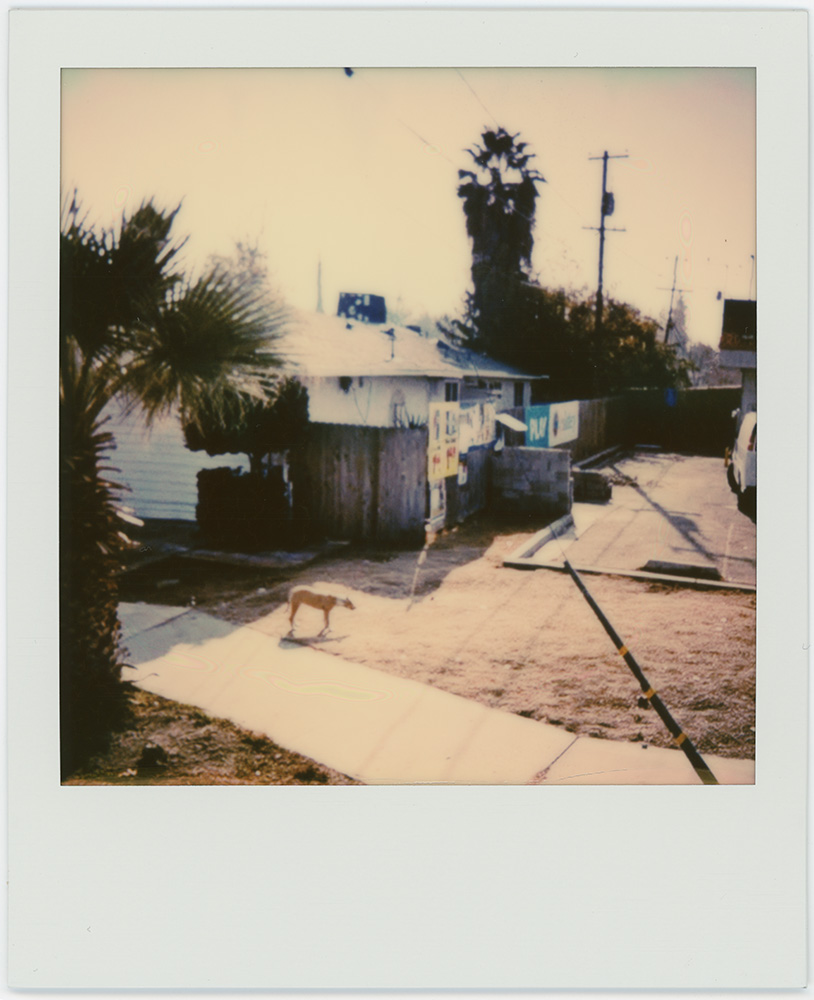 Polaroid 11